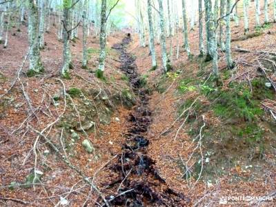 Selva Irati-Pirineo Navarro-Puente del Pilar; ropa de montaña barata garganta del cares conoce gent